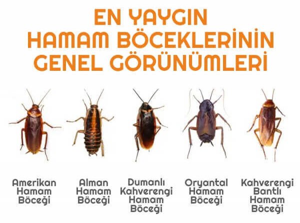 Hamam Böceği İlaçlama en yaygin hamam bocekleri e1758010229770