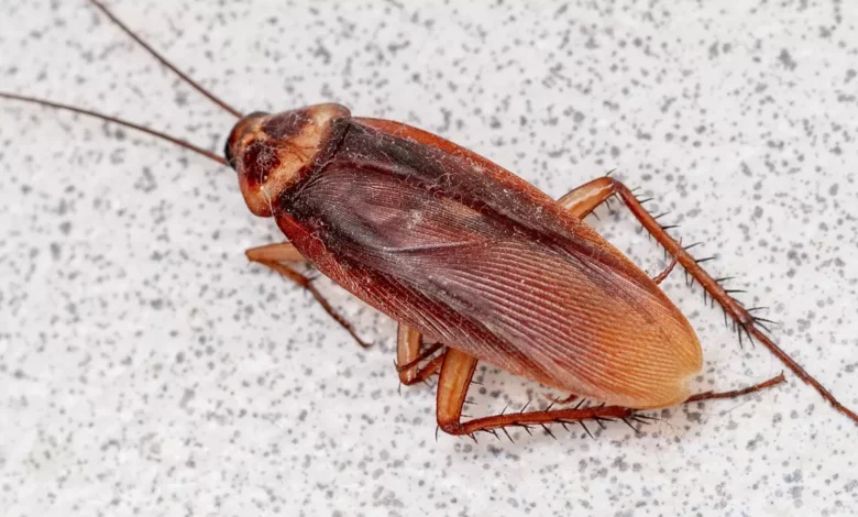 Hamam Böceği İlaçlama hamam bocekleri buna geli 144 780x470